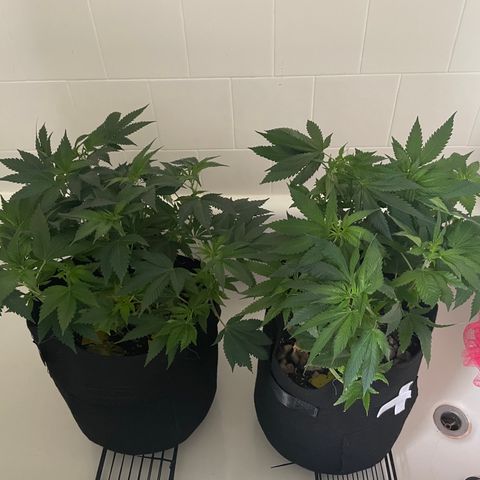Mac growlog photo: The boys got water and nutes today. Although, I may have given Charlie both doses...I forgot who I gave nutes to. We’ll see. I also used fox farms big bloom instead of the usual.
