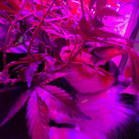 Mac growlog photo: New pest spotted! 