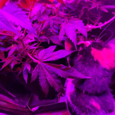 Mac growlog photo: New pest spotted! 