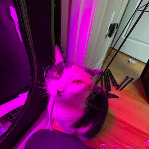 Mac growlog photo: New pest spotted! 