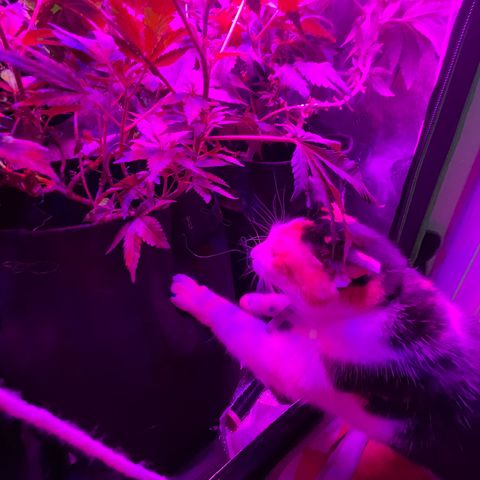 Mac growlog photo: New pest spotted! 