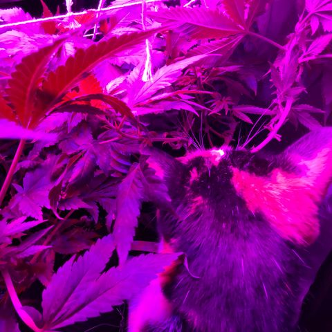 Mac growlog photo: New pest spotted! 
