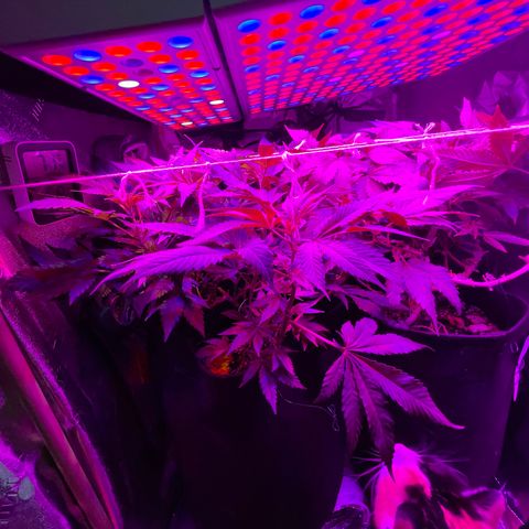 Mac growlog photo: New pest spotted! 