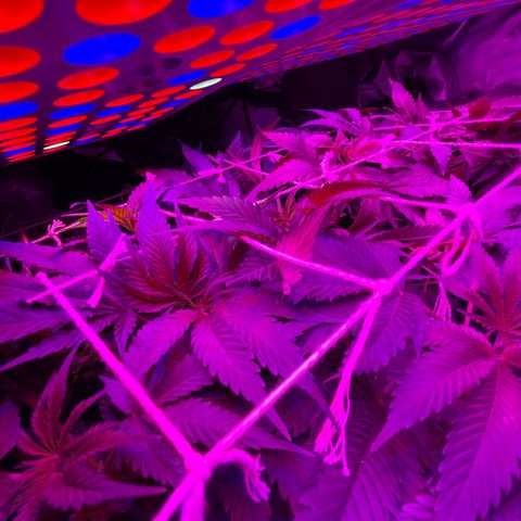 Mac growlog timeline photo