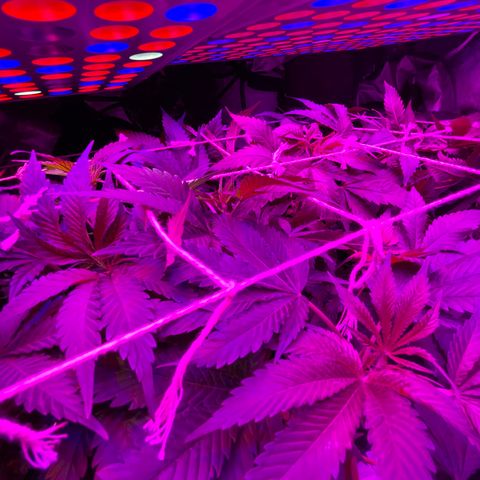 Mac growlog timeline photo