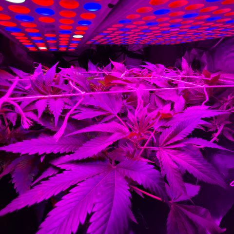Mac growlog timeline photo
