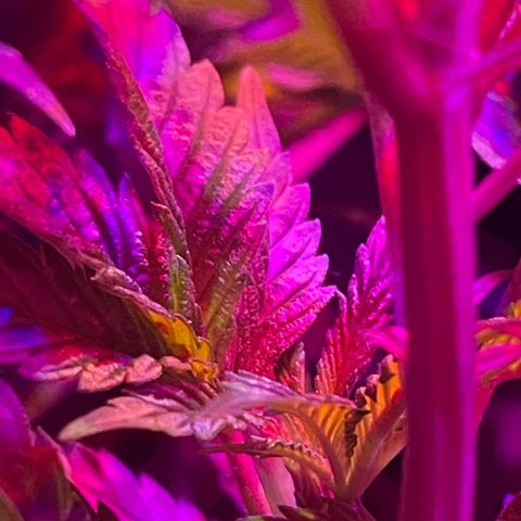 Mac growlog timeline photo