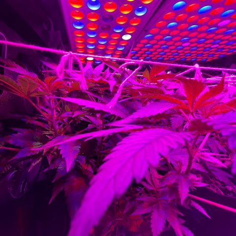 Mac growlog timeline photo