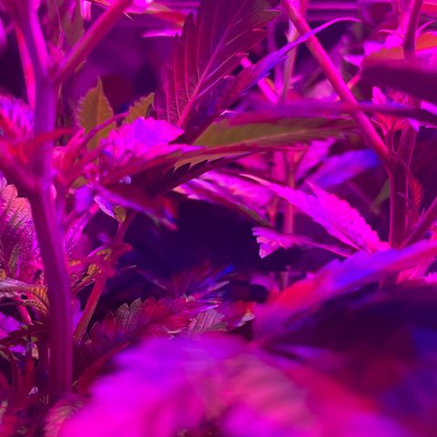 Mac growlog timeline photo