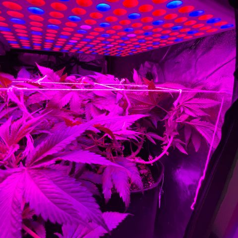 Mac growlog timeline photo