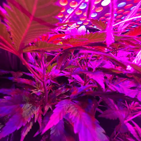 Mac growlog timeline photo