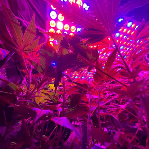 Mac growlog timeline photo