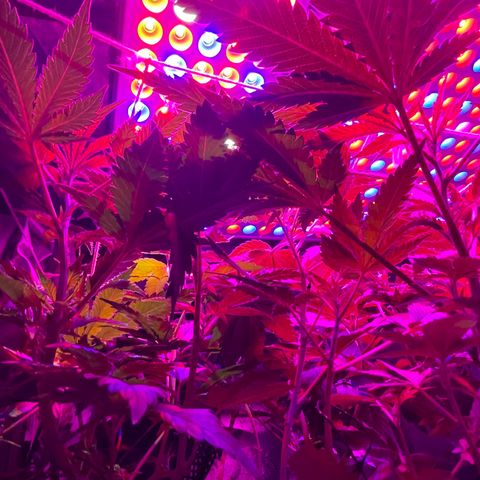 Mac growlog timeline photo