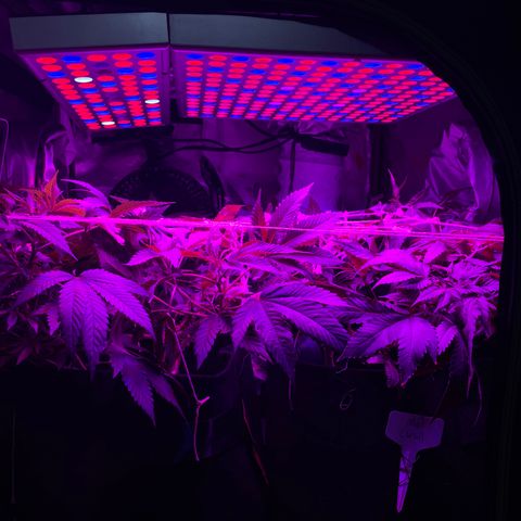 Mac growlog photo: This is after they were LSTd some more to make more room in the grow tent.