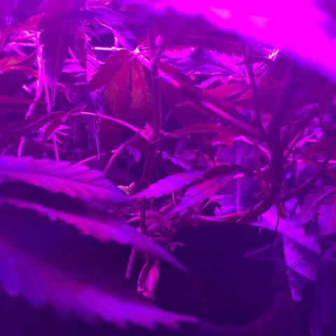 Mac growlog photo: This is after they were LSTd some more to make more room in the grow tent.