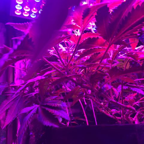 Mac growlog photo: This is after they were LSTd some more to make more room in the grow tent.