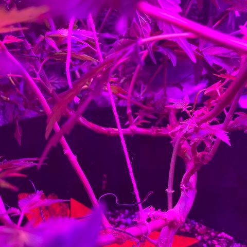 Mac growlog photo: This is after they were LSTd some more to make more room in the grow tent.