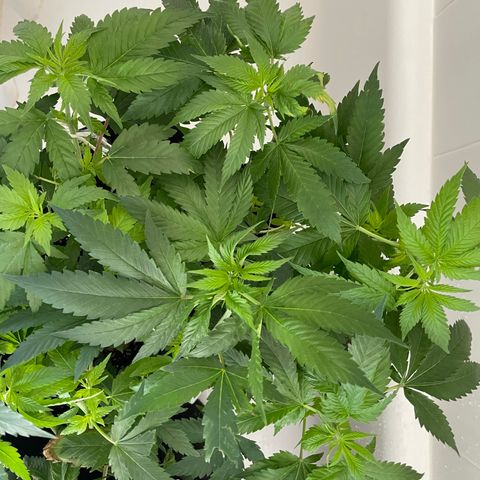 Mac growlog photo: Somethings going on with one of macs leaves 