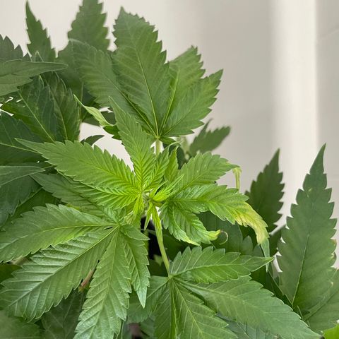 Mac growlog photo: Somethings going on with one of macs leaves 