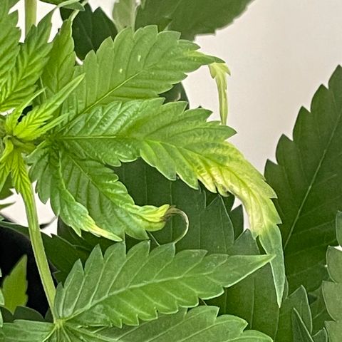 Mac growlog photo: Somethings going on with one of macs leaves 