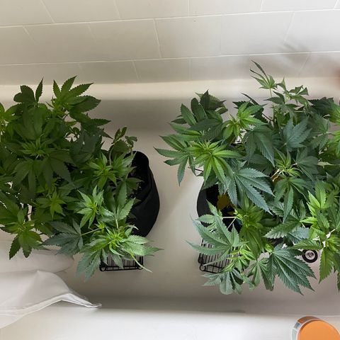 Mac growlog photo: The boys got watered today 