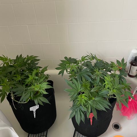 Mac growlog photo: The boys got watered today 