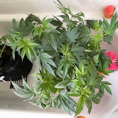 Mac growlog photo: The boys got watered today 