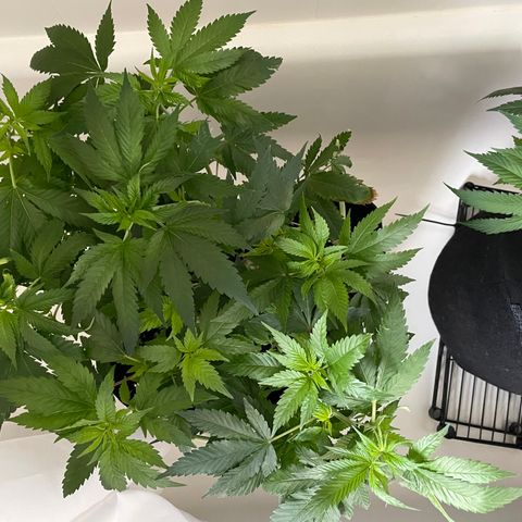 Mac growlog photo: The boys got watered today 
