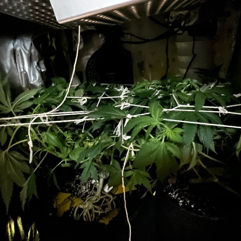 Mac growlog photo: The boys got water and nutes today 