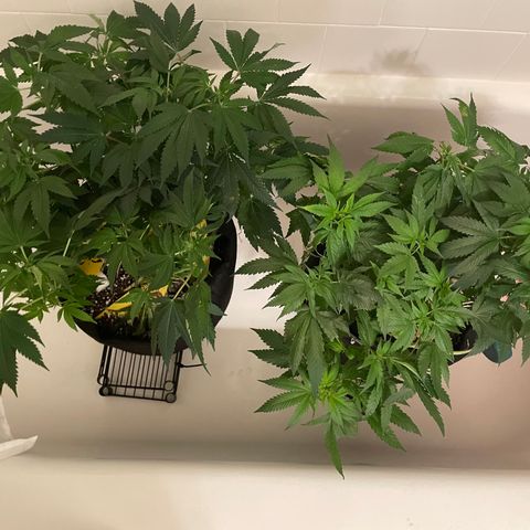 Mac growlog photo: Water and nutes. It may just be the photo, but it looks like Charlie and Mac are developing their own unique colors, especially Mac ! 