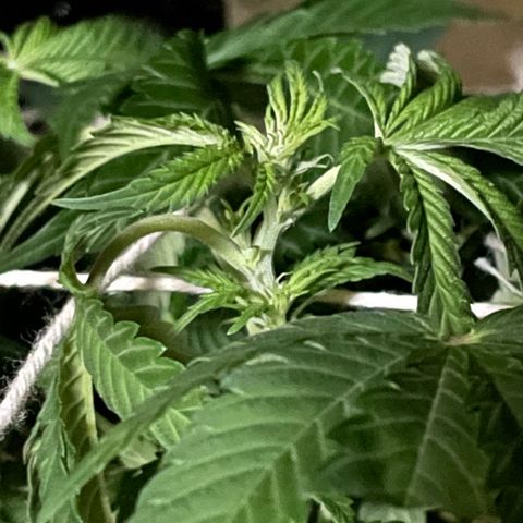 Mac growlog photo: Mac is developing .....pistons, I think they’re called? Any way, look at this bud site!!