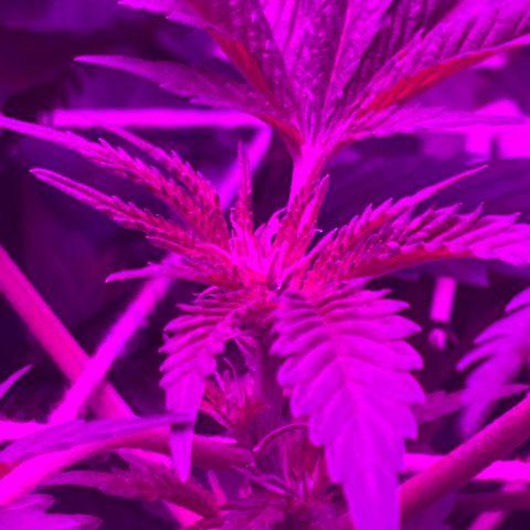 Mac growlog photo: Bud sites coming in!