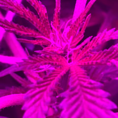 Mac growlog photo: Bud sites coming in!