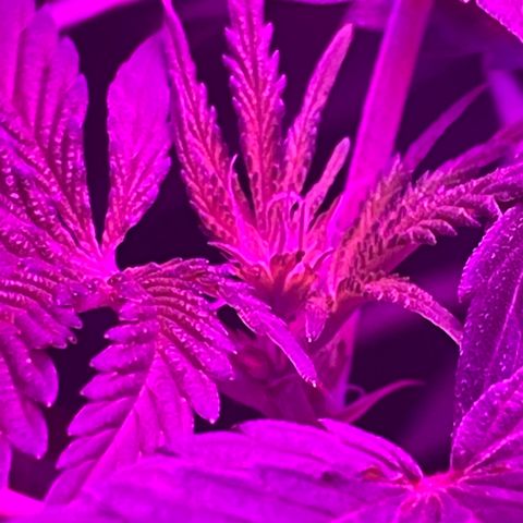 Mac growlog photo: Bud sites coming in!