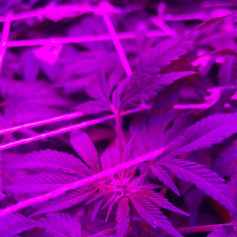 Mac growlog timeline photo