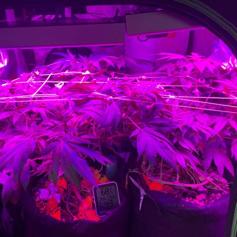 Mac growlog timeline photo