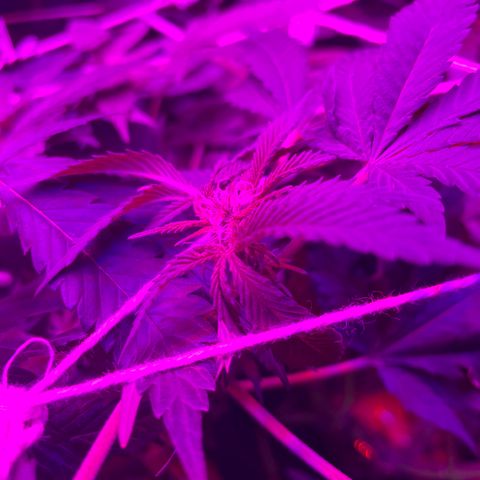 Mac growlog timeline photo