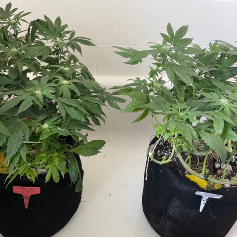 Mac growlog photo: The boys getting watered