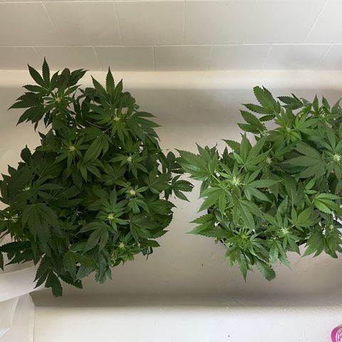 Mac growlog photo: The boys getting watered