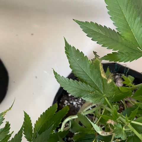 Mac growlog photo: Ditto for Mac