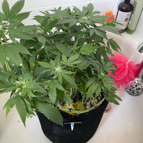 Mac growlog photo: Ditto for Mac