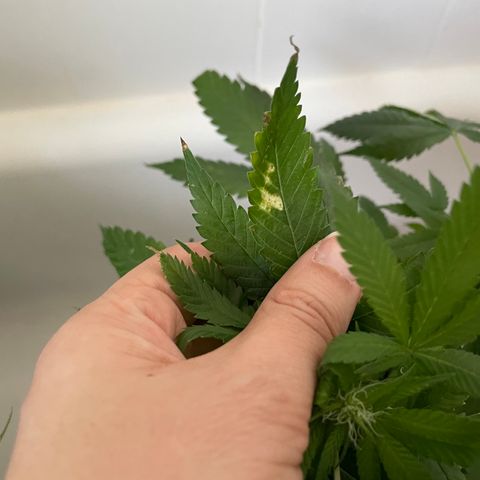 Mac growlog photo: Ditto for Mac