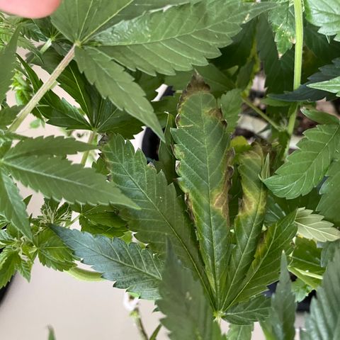 Mac growlog photo: Ditto for Mac