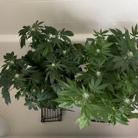 Mac growlog photo: Getting watered