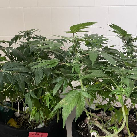 Mac growlog photo: Getting watered