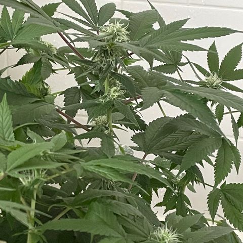 Mac growlog timeline photo