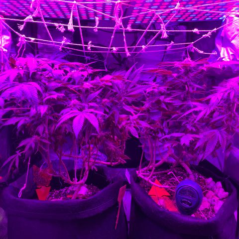 Mac growlog photo: I did some lollipopping today on both boys