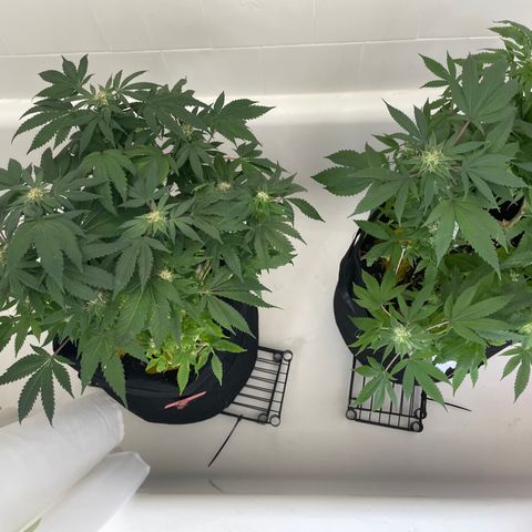 Mac growlog photo: Water and nutes