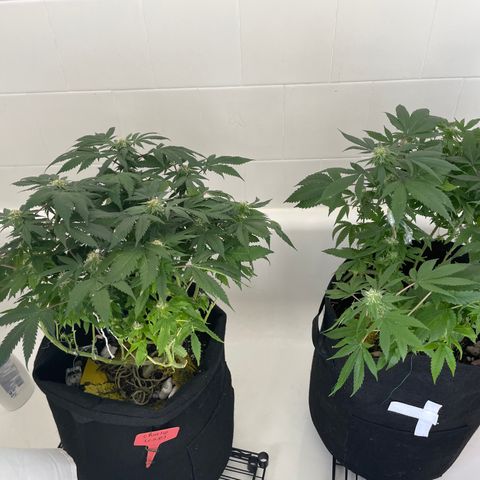 Mac growlog photo: Water and nutes