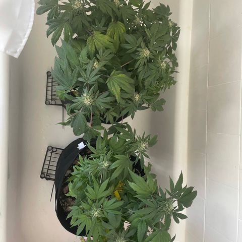 Mac growlog photo: Sad boys